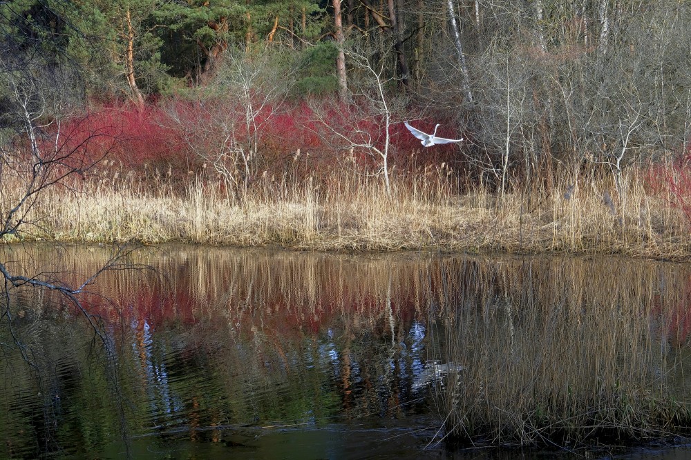 River Siliņupe In Lapmežciems