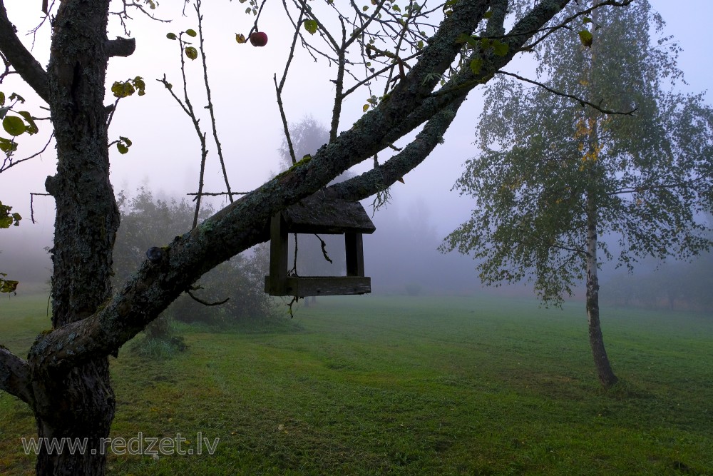 Rīta ainava ar putnu barotavu