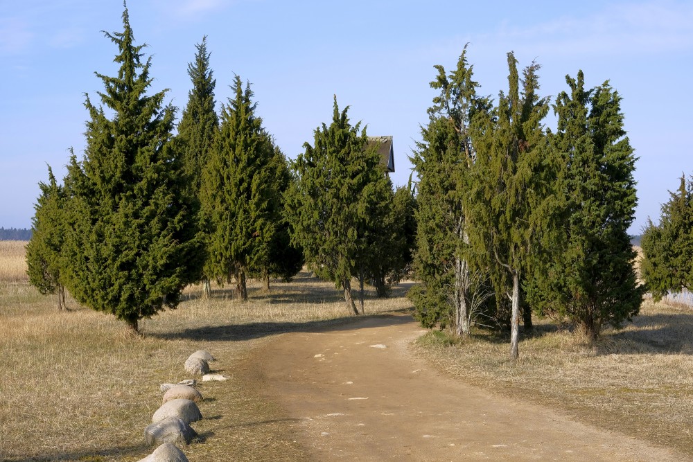 Junipers At The Tower Of Lake Kaņieris
