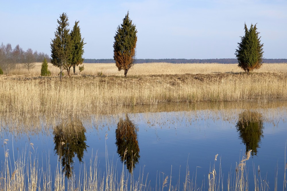 Juniper Reflection In Water