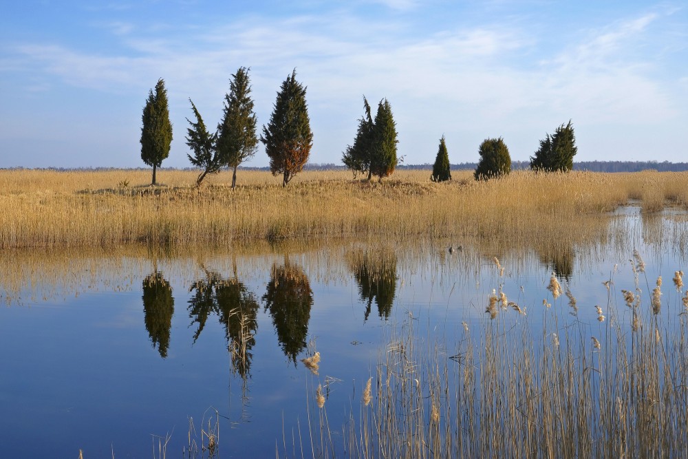Juniper Reflection In Water
