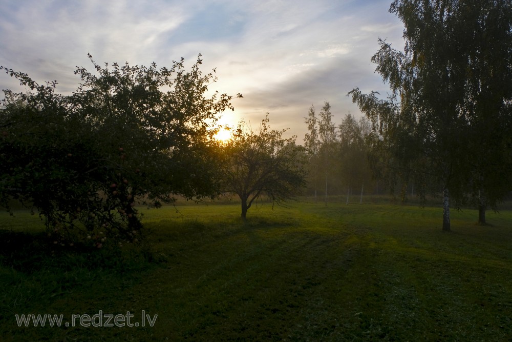 Apple garden at sunrise