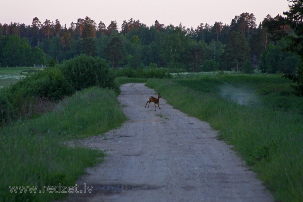 Stirna skrien pāri ceļam