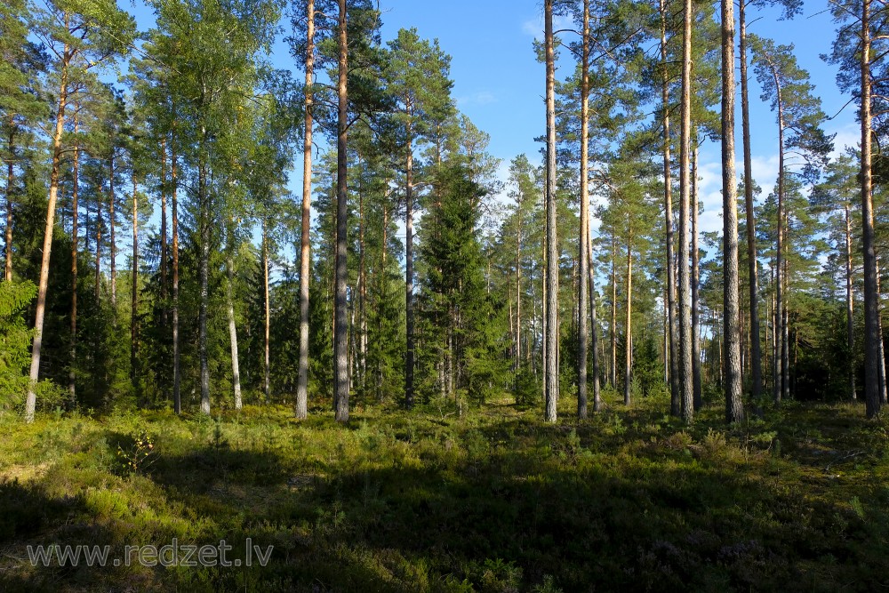 Green forest landscape