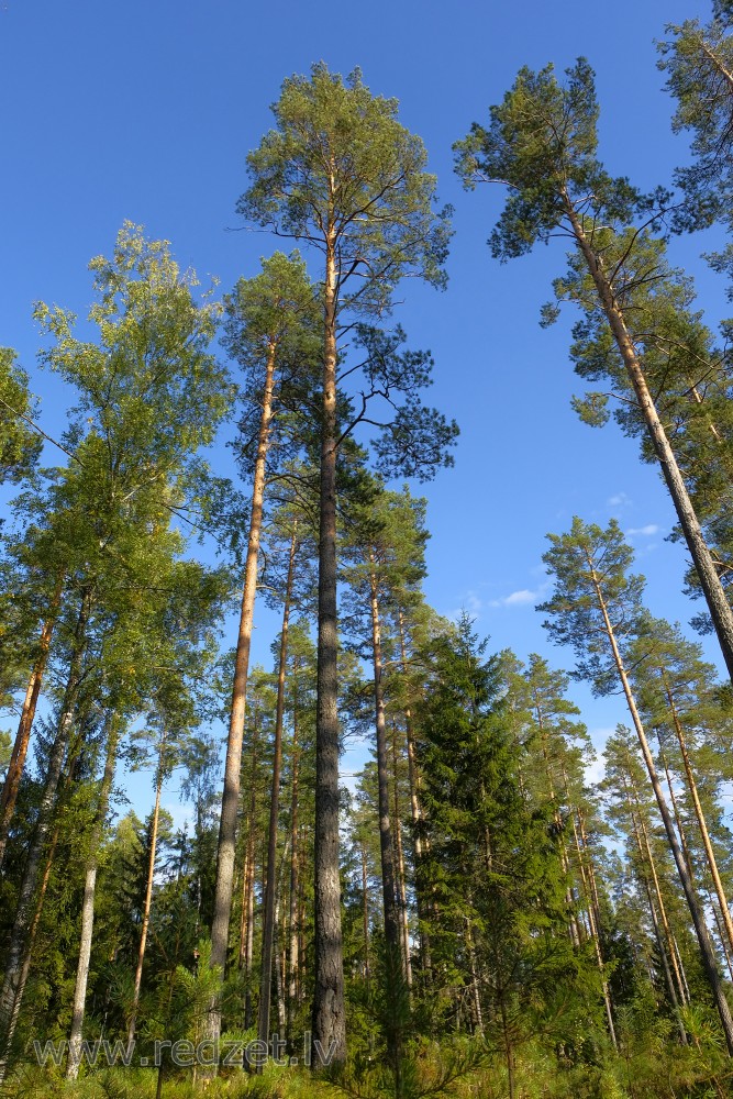 Forest landscape