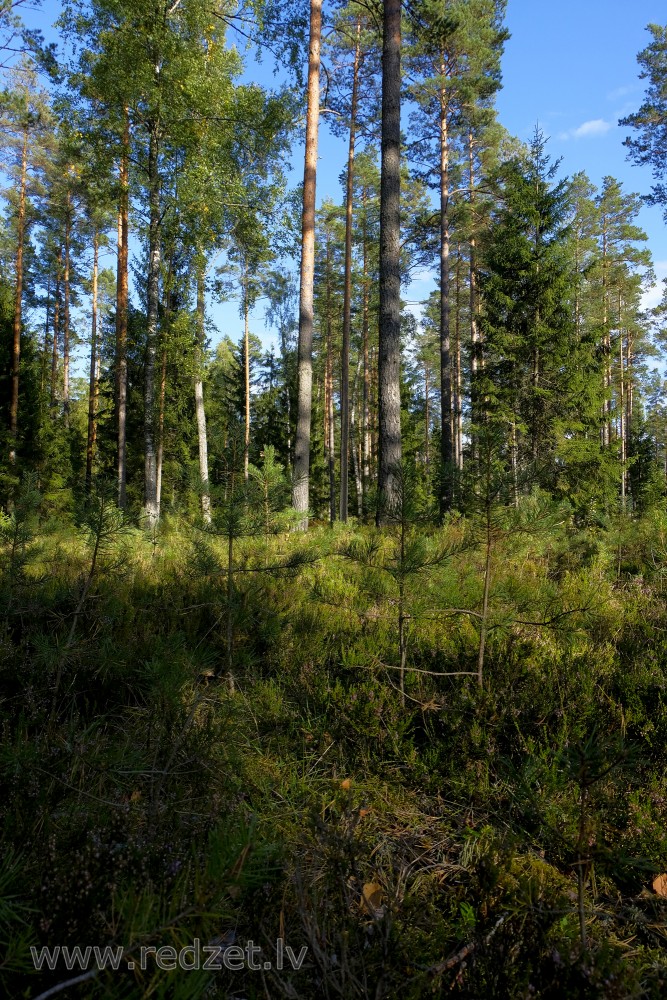 Young pine tree in the forest