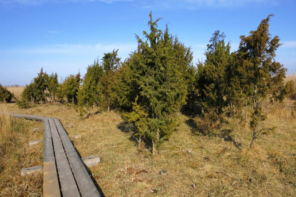 Kadiķi blakus Kaņiera ezera niedru laipai