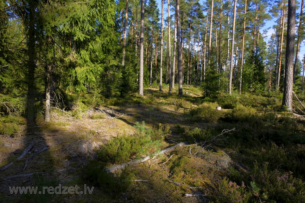Spruce and pine tree forest