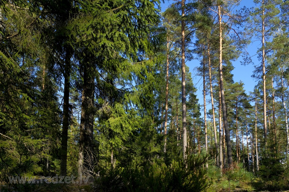Green forest landscape