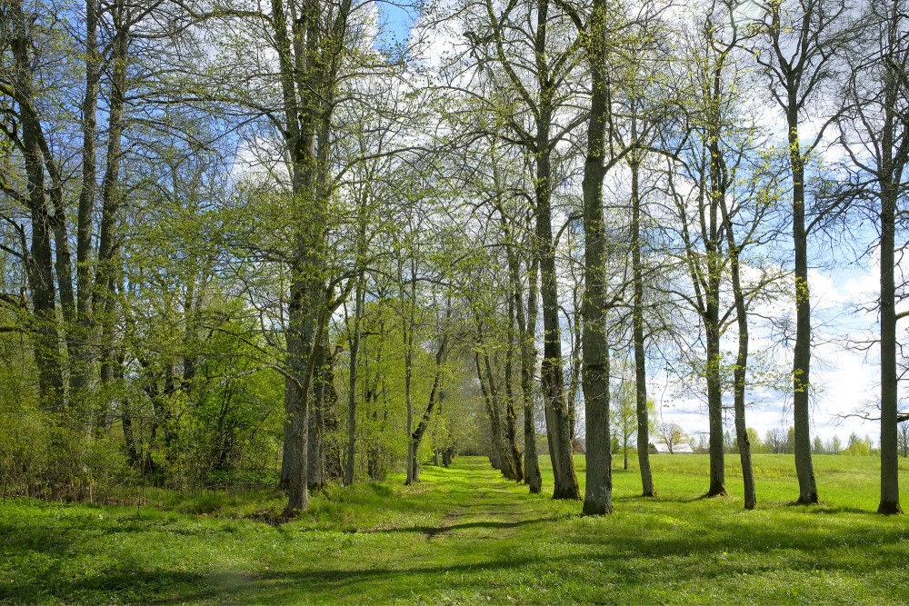 Alley in Spring