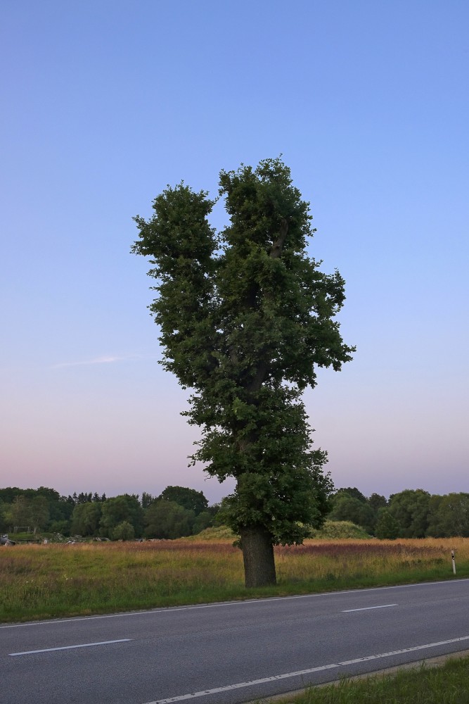 Evening landscape with an Oak Tree on the side of the Road