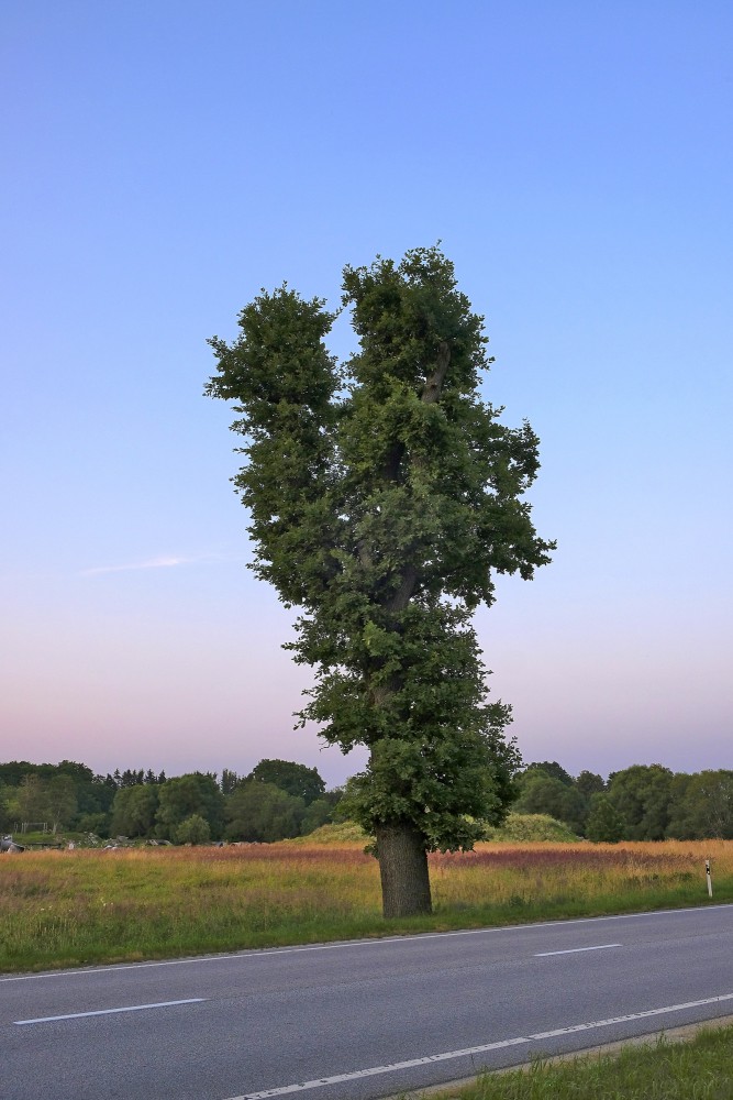 Vakara ainava ar ozolu ceļa malā
