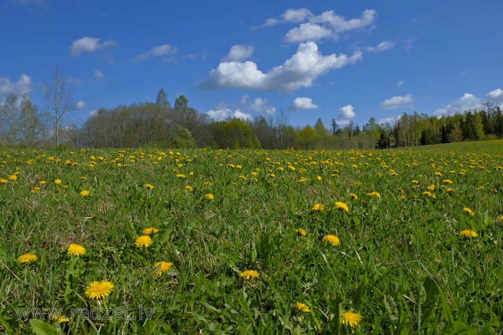 Field Of Dandelions. Spring Landscape