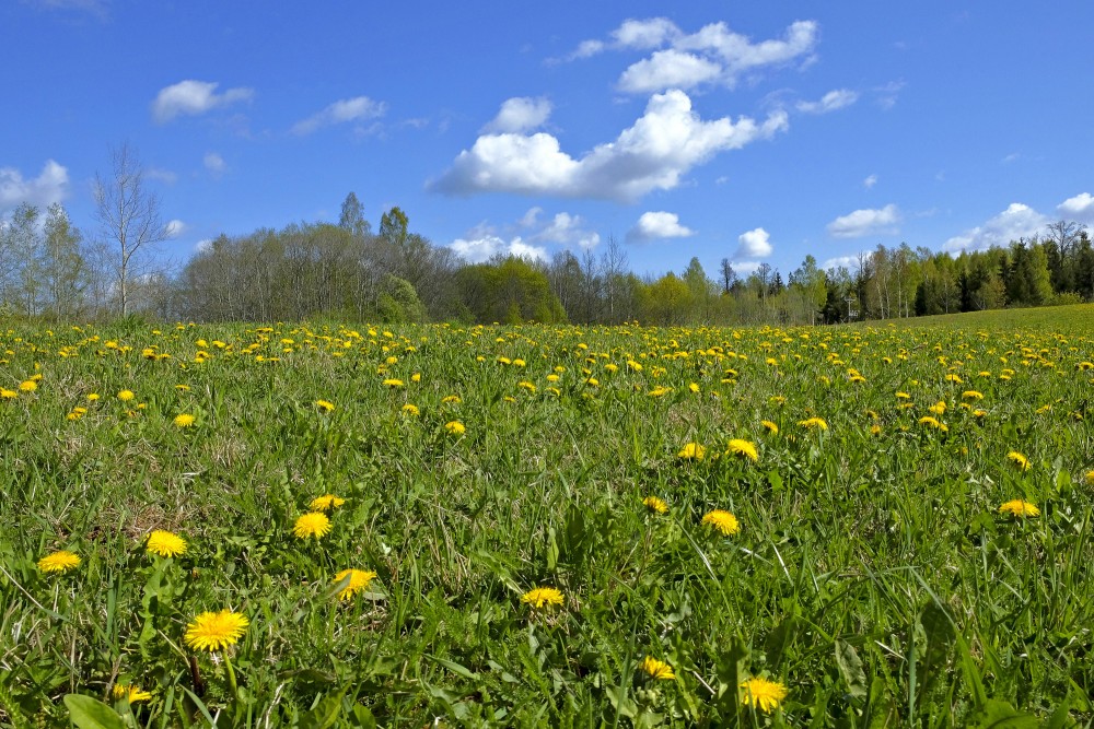 Field Of Dandelions. Spring Landscape