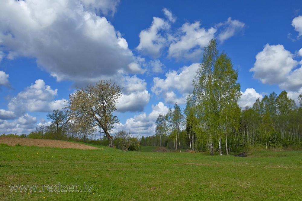 Lauku ainava ar bērziem un gubumākoņiem