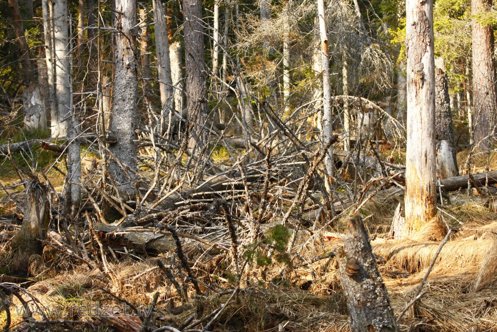 Meža ainava Vasenieku purvā