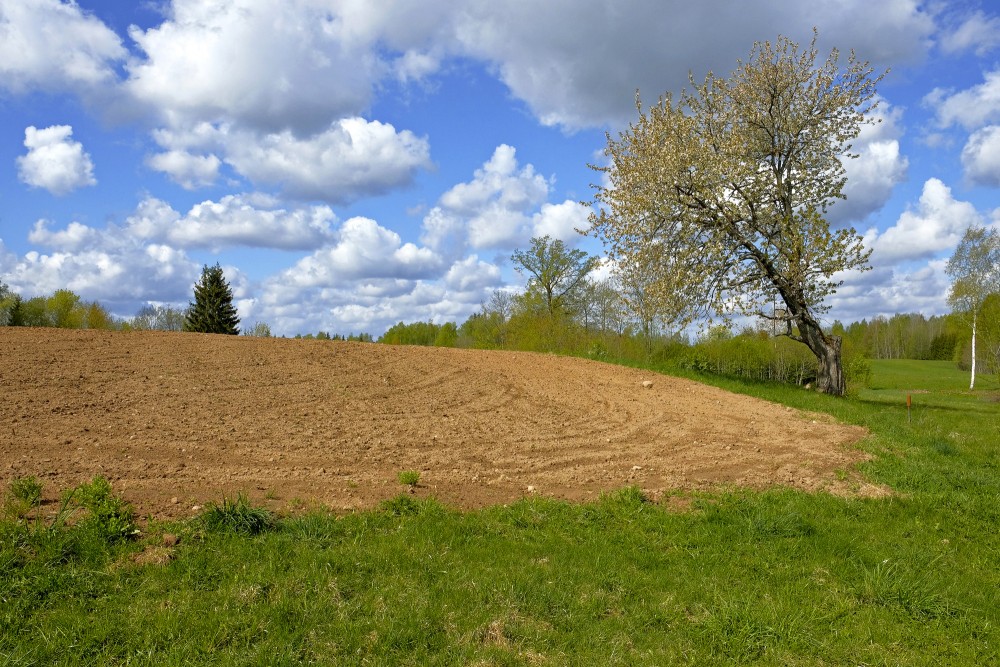 Lauku ainava ar ķirša koku blakus apstrādātam laukam