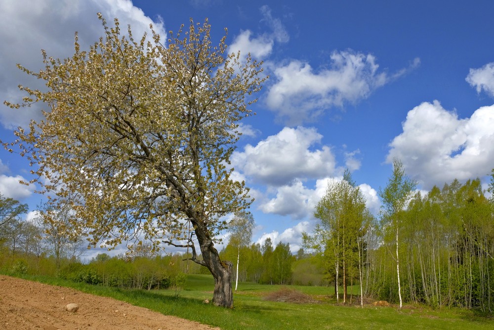 Ainava ar vecu, ziedošu saldo ķirša koku