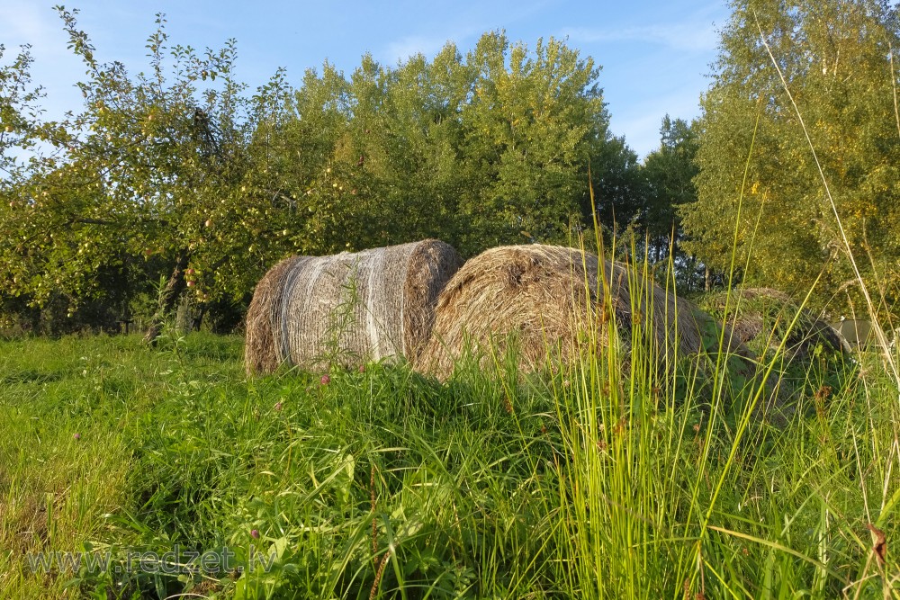 Apple Garden and Hay Rolls