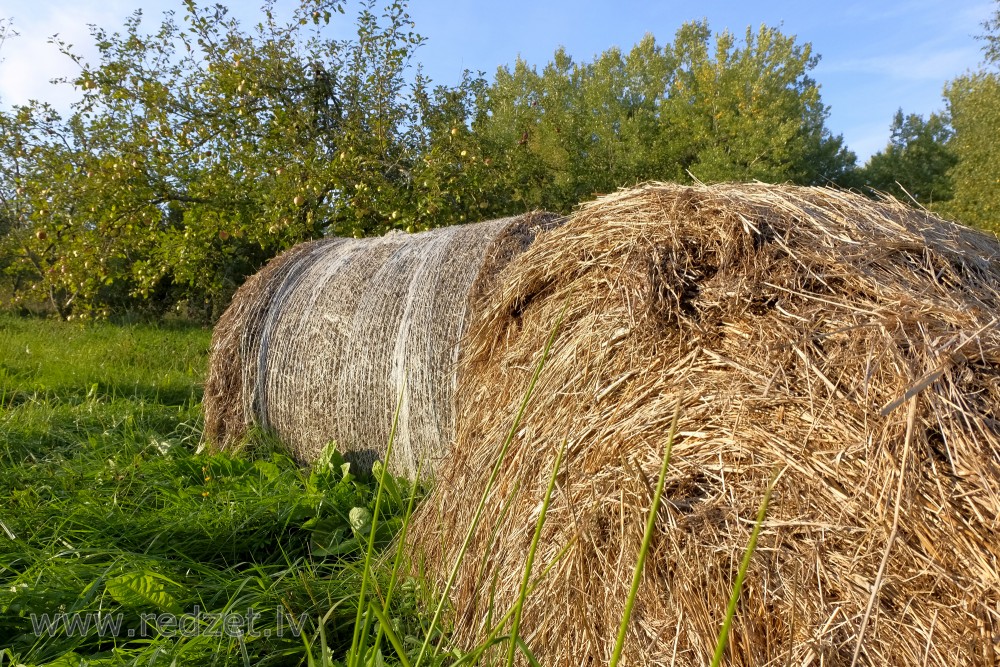 Siena ruļļi ābeļu dārzā