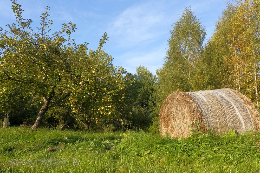 Round Bale and Apple Tree