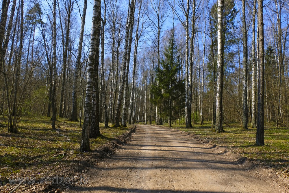 Road through Sidraba (Silver) Grove in Tērvete Nature Park