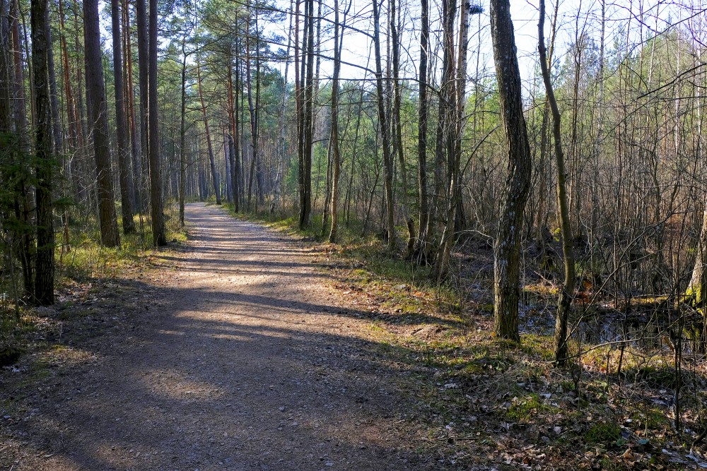 Ķemeri Green Dune Trail In Spring
