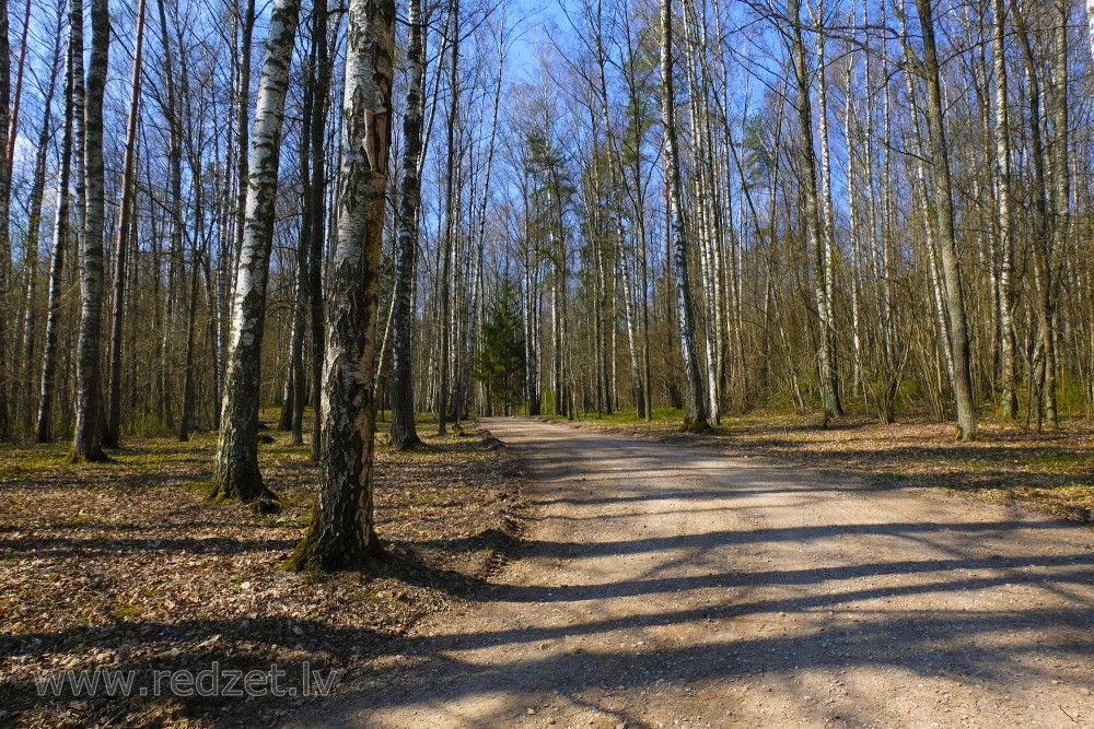 Road through Sidraba (Silver) Grove in Tērvete Nature Park