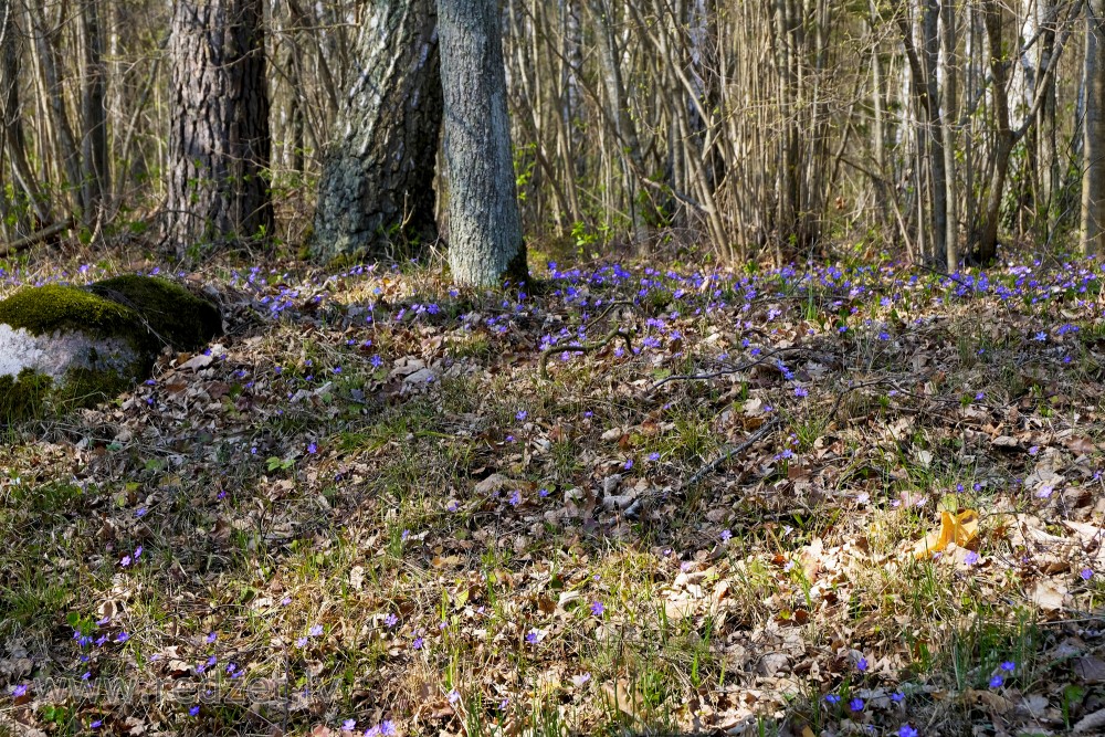 Zilās vizbulītes Tērvetes dabas parkā