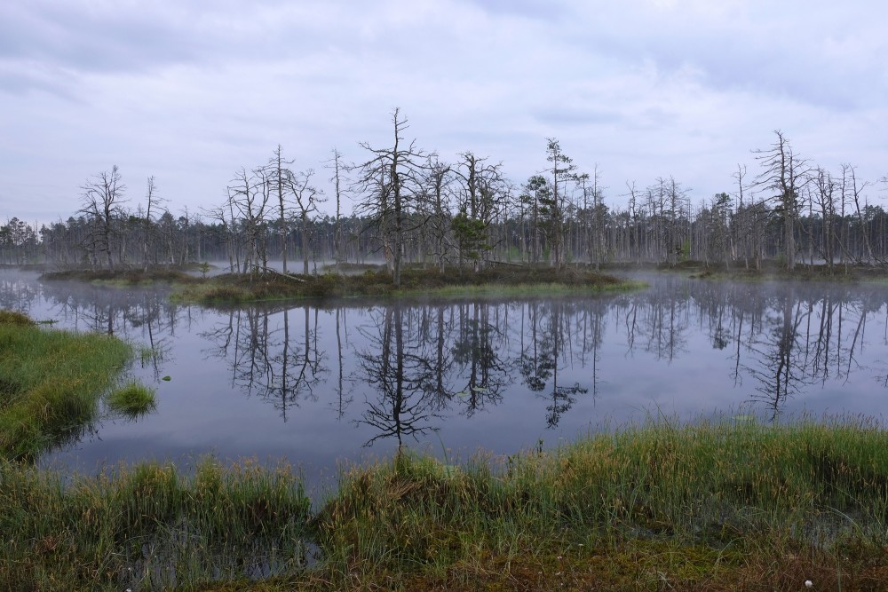 Tree Reflections In The Water (Lake Skaists)