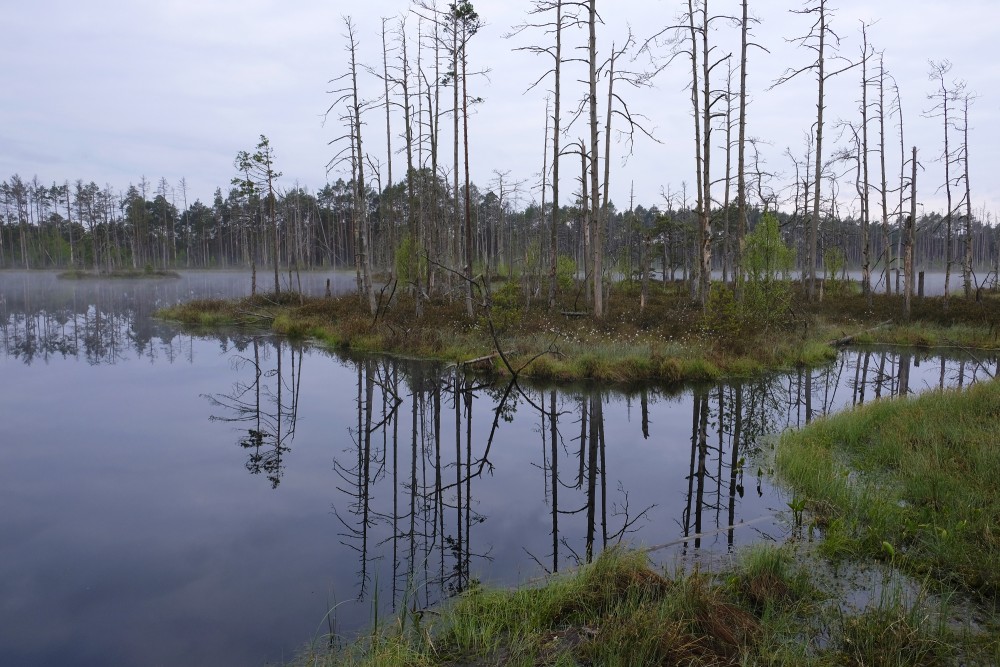 Tree Reflections In The Water (Lake Skaists)