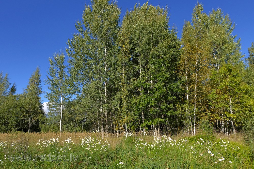 Autumn Rural Landscape