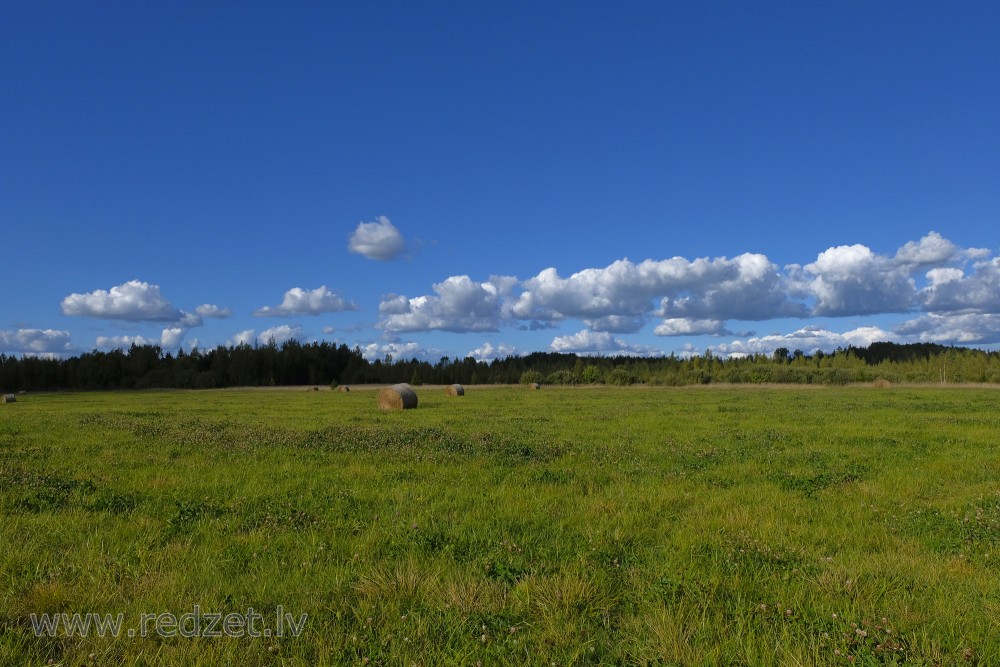 Meadow with Hay Rolls