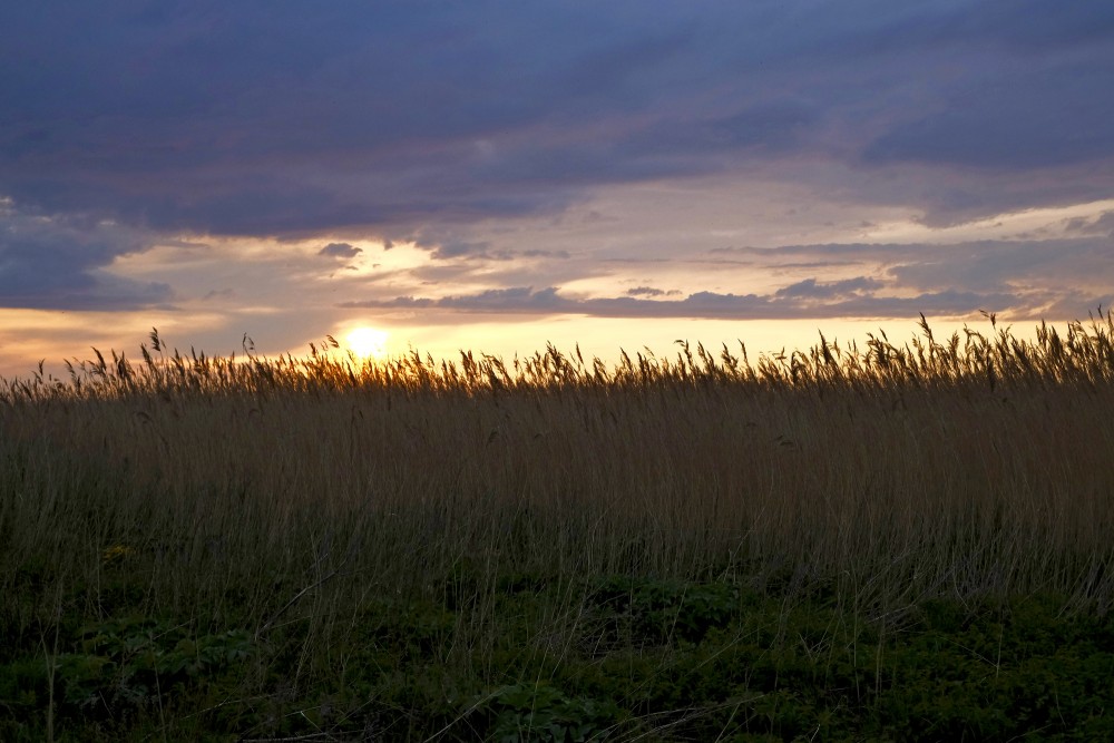Sunset In Randu Meadows