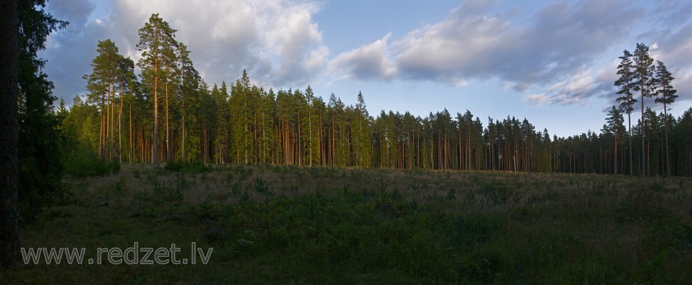Meža panorāma