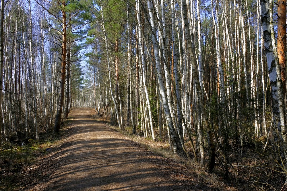 Ķemeri Green Dune Trail In Spring