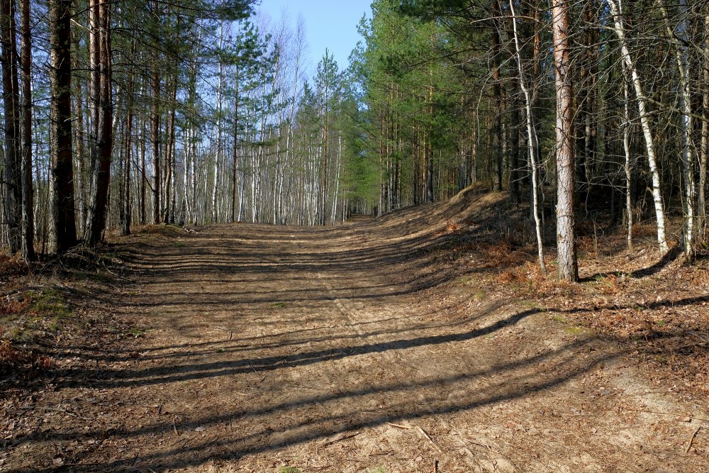Ķemeri Green Dune Trail In Spring