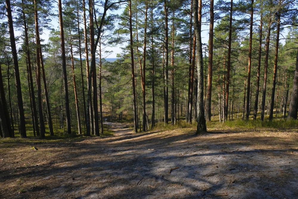 Green Dune, Ķemeri, Latvia