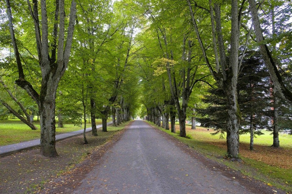 Avenue Trees in Kazdanga