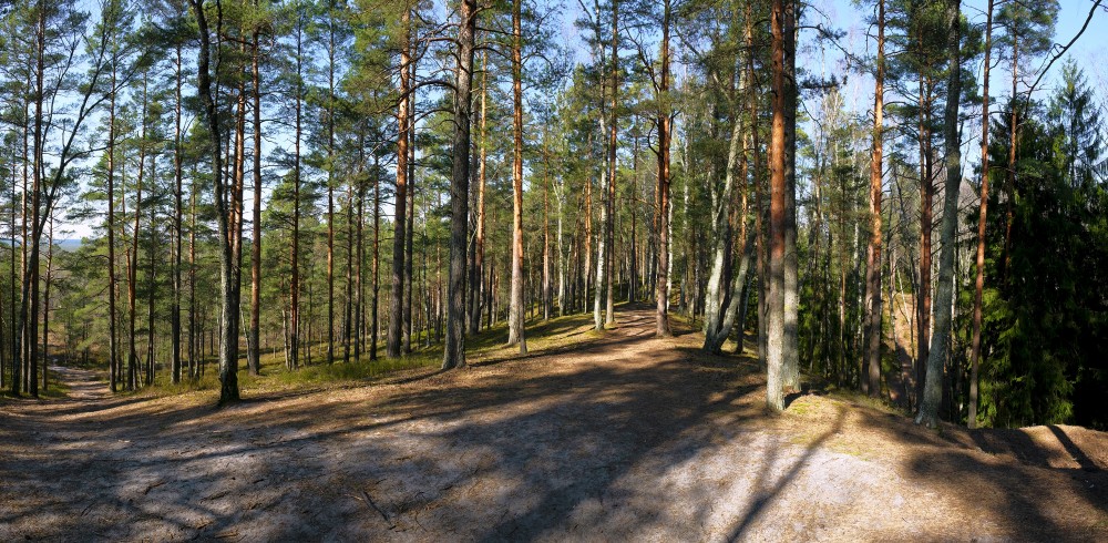 Green Dune Panorama, Ķemeri, Latvia