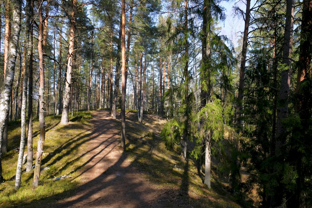 Green Dune, Ķemeri, Latvia