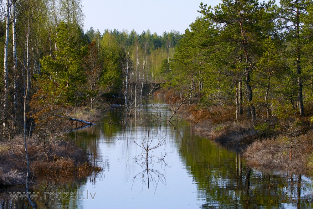 Vasenieku purvs pavasarī