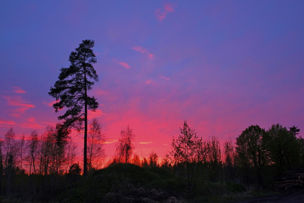 Saulrieta ainava, sarkanas debesis, priedes siluets