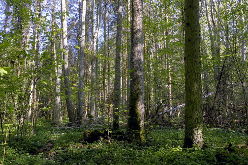 Nature preserve "Ukru gārša"