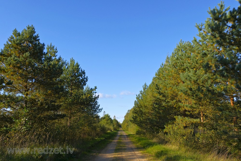 Jaunas priedes lauka ceļa malās