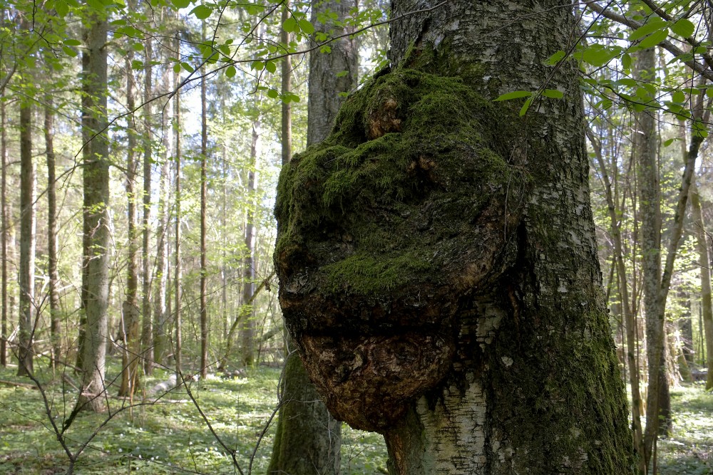 Māzers, Ukru gārša