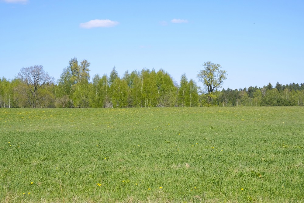 Spring Landscape