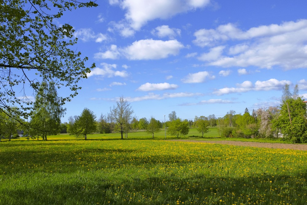 Lauku ainava, pieneņu pļava un gubumākoņi Lauku ainava, pieneņu pļava un gubumākoņi