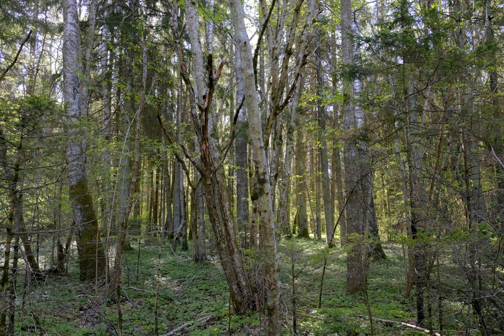 Nature preserve "Ukru gārša"