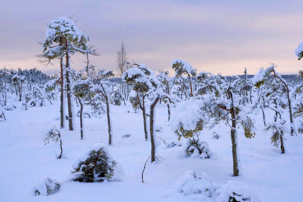 Tīrspurvs Bog In Winter 